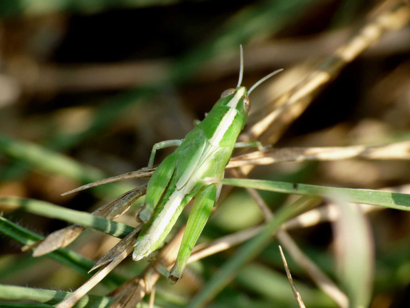 Giovane cavalletta verde - Aiolopus sp.